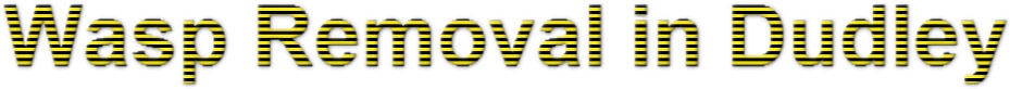 Wasp Nest Removal In Dudley